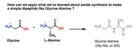 Simple Dipeptide