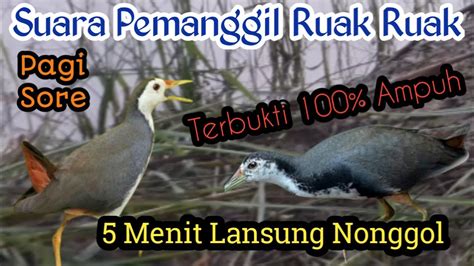 Suara Ampuh Pemanggil Ruak Ruak100 Jitu Bird Trap Jaguarpetak