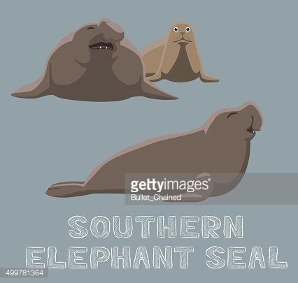 Southern Elephant Seal Cartoon Vector Illustration vector image ...