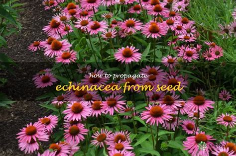 Grow Echinacea From Seed A Step By Step Guide To Propagation ShunCy