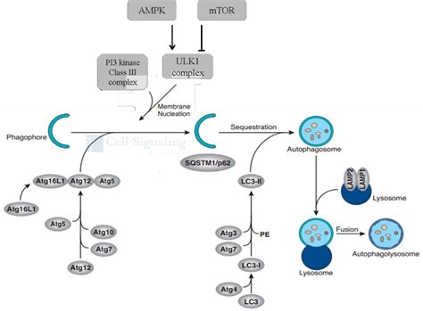 Figure 1 1 From Gastrin Induced Autophagy In Gastric Adenocarcinoma Cells Semantic Scholar