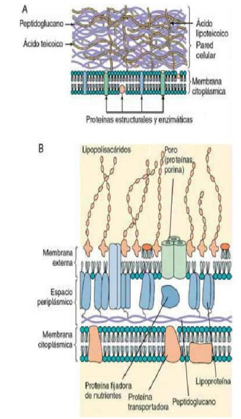 Explica En Qu Se Diferencian Los Modelos De Pared De Las Bacterias