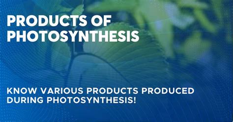 Products of Photosynthesis – Know Intermediate & End Products