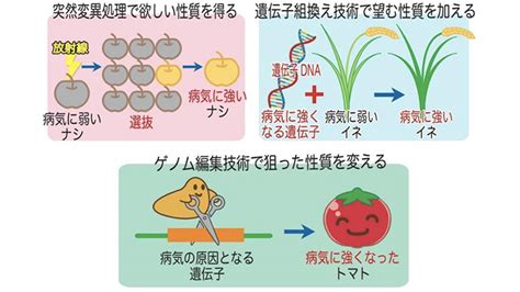 √ダウンロード トマト 遺伝子 組み換え 667032 遺伝子 組み換え スーパー トマト