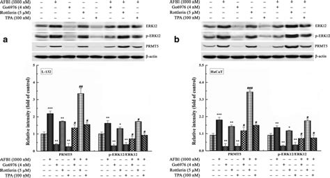 Effect Of Pkc Inhibitors On Afb Mediated Expression Of Erk And Prmt