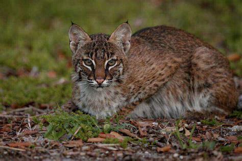 Bobcat Diet: What Do Bobcats Eat? (Common Prey Animals)