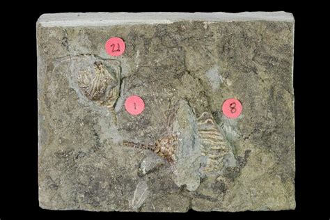 Three Species Of Crinoids On One Plate Gilmore City Iowa