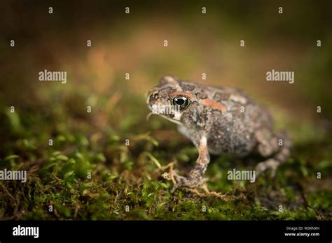 Guttural Toad Sclerophrys Gutturalis Is A Common Species Of Toad With