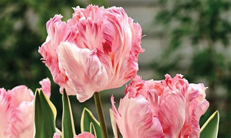 Tulip Parrot Mixed Collection Groupon