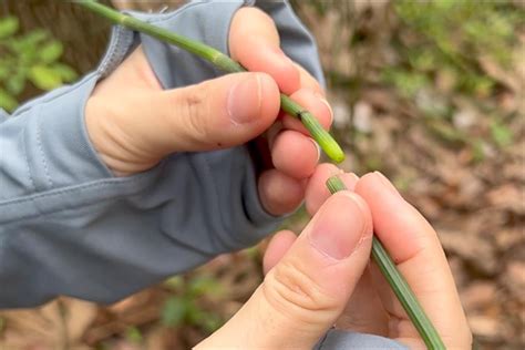 Wild Shanghai Ep5 Discover Rich Variety Of Wildlife In Binjiang Forest Park Shine News