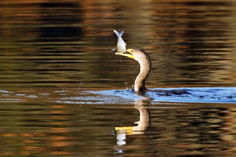 Cormorant Fishing Techniques | Steve Creek Wildlife Photography