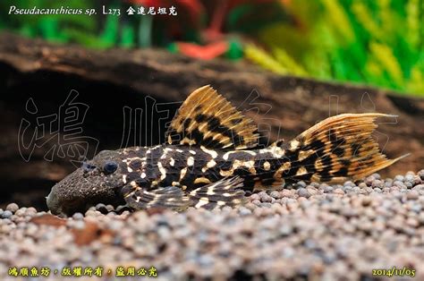 鴻順魚坊 Pseudacanthicus Sp L273 金達尼坦克