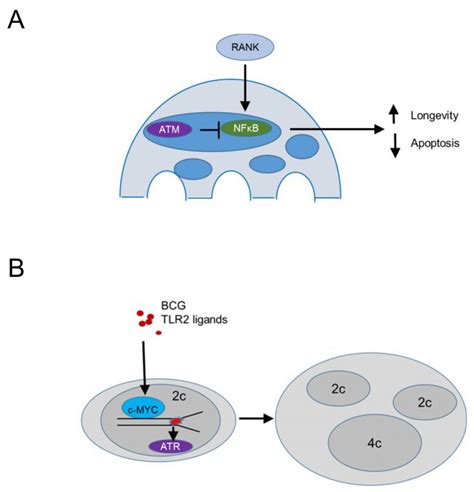 Genotoxic Stress Signalling As A Driver Of Macrophage Diversity