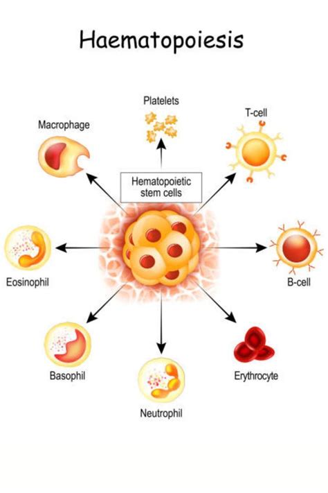 HEMOPOIESIS NOTES | Blood components, Teaching biology, Blood plasma