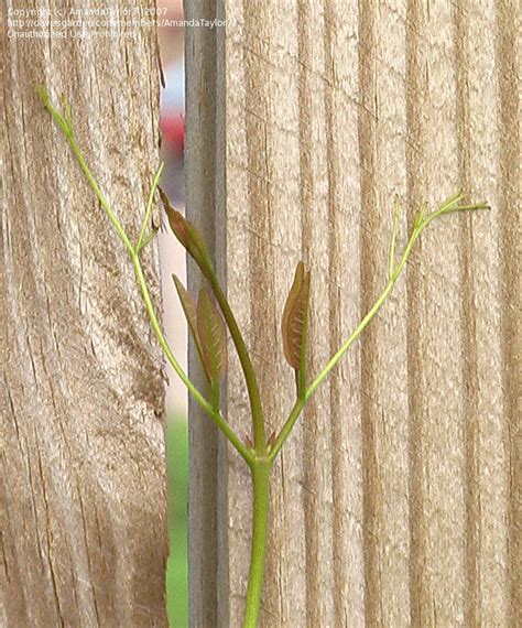 Plantfiles Pictures Bignonia Cross Vine Crossvine Trumpet Flower