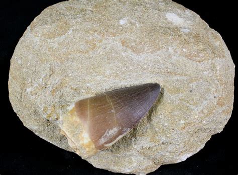 2 Mosasaur Prognathodon Tooth In Matrix 24351 For Sale