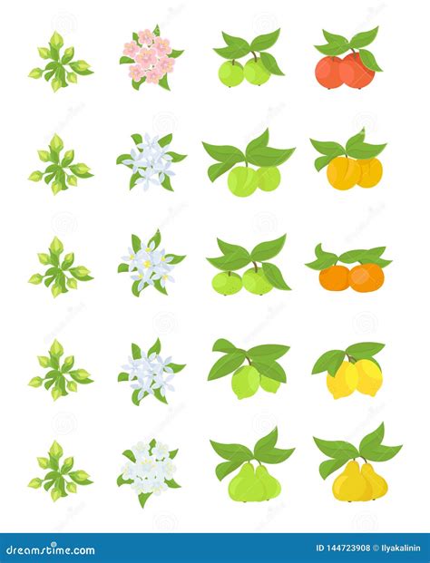 Fruits Growth Stages Apple Peach And Lemon Mandarin Pear Phases