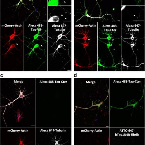 Tau Is Found In Tnts In Primary Neurons A Neurons Were Infected With