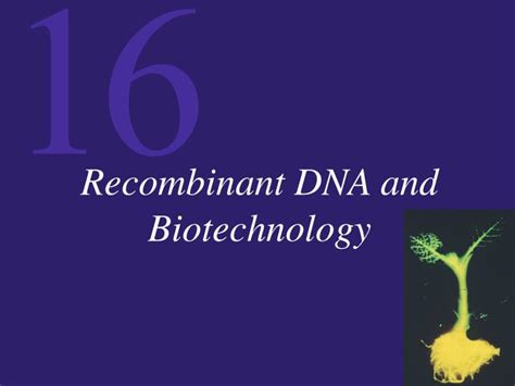 Ppt Recombinant Dna And Biotechnology Powerpoint Presentation Free