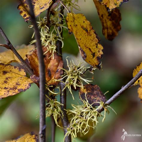 Hamamelis Virginiana 3 Common Witch Hazel Scioto Gardens Nursery