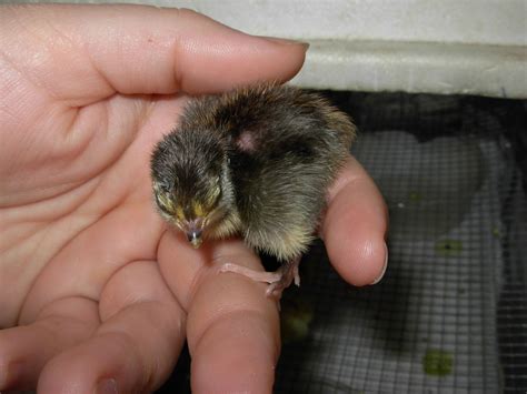 Unique Coturnix quail Colors | BackYard Chickens - Learn How to Raise Chickens