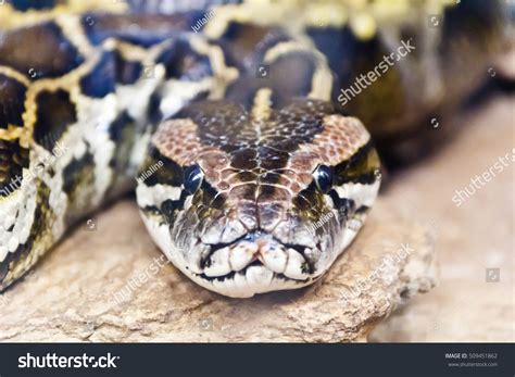 Anaconda Python: Over 1,317 Royalty-Free Licensable Stock Photos | Shutterstock