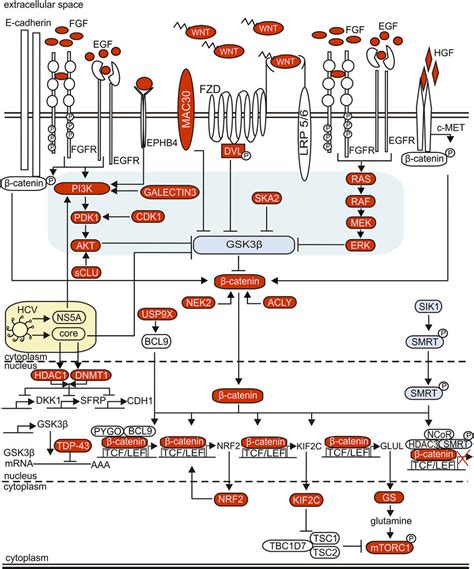 Main Signal Transduction Pathways And Transcriptional Regulators That