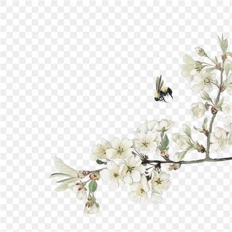 White Azalea Flower Branch Border Frame On Transparent Background