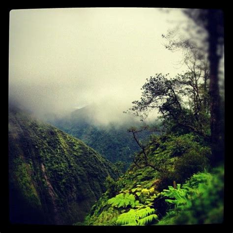 Hawaii Forest and Trail | Hawaii travel, Big island hawaii, Hawaii island