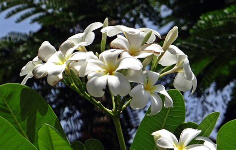 Plumeria Fleur De Frangipanier Photo Gratuite Sur Pixabay Pixabay