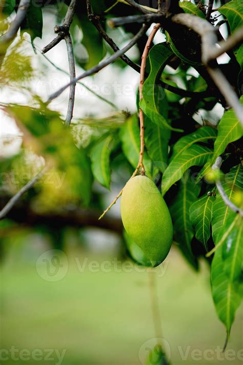 Mangoes Are Growing On The Mango Tree Nam Dok Mai Mango Young Mango