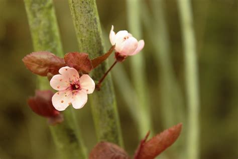 無料画像 自然 ブランチ 工場 白 写真 葉 花弁 咲く 夏 春 緑 赤 ナチュラル 植物学 開花する 庭園