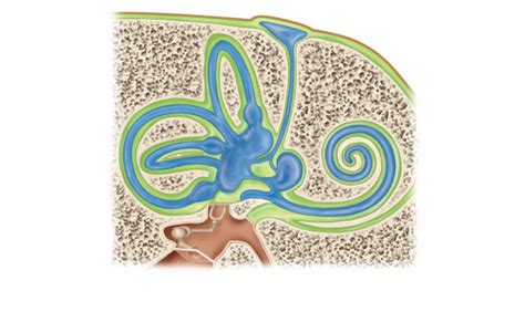 Correctly identify the following structures of the membranous labyrinth ...