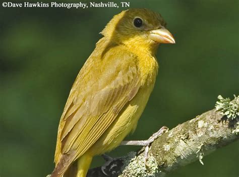 Tennessee Watchable Wildlife | Summer Tanager - Habitat: FOREST