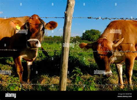 Jersey Cows Being Curious At The Stock Fencing Stock Photo Alamy