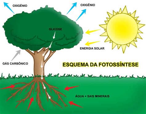 As etapas da fotossíntese PlantaSonya O seu blog sobre cultivo de