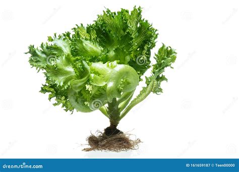 Frillice Iceberg Lettuce From Hydroponic Farm Isolated On White