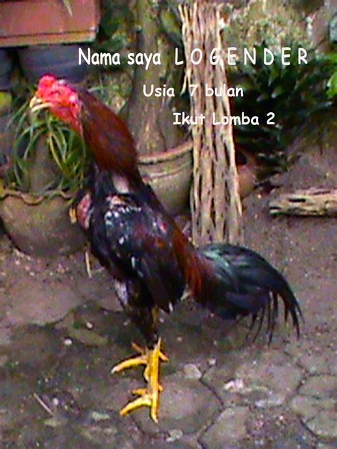 Jual Ayam Bangkok Breed Good Quality Wirausaha Budidaya Ayam Bangkok