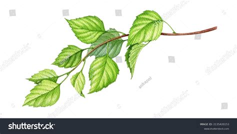 Birch Branch Green Leaves Watercolor Illustration Stock Illustration ...