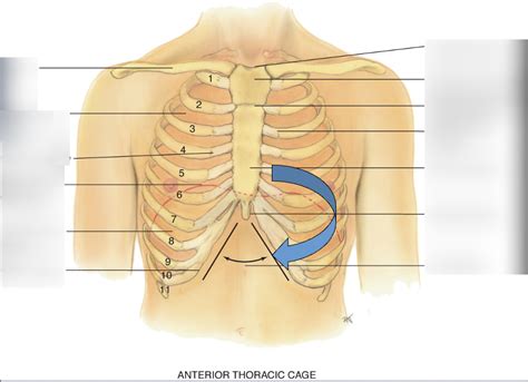 Anterior Thoracic Cage Diagram Quizlet