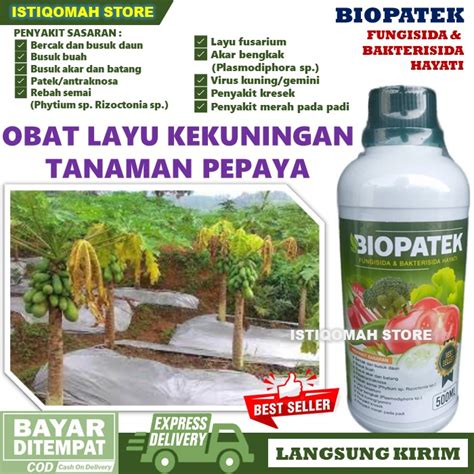 Jual Obat Layu Kekuningan Daun Pepaya California Paling Ampuh BIOPATEK