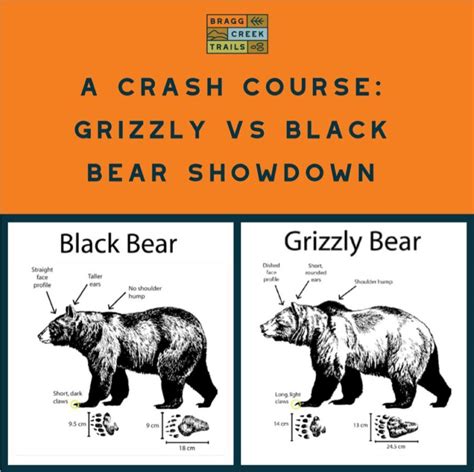 🐻 A Crash Course in The Grizzly Vs Black Bear Showdown – Bragg Creek Trails