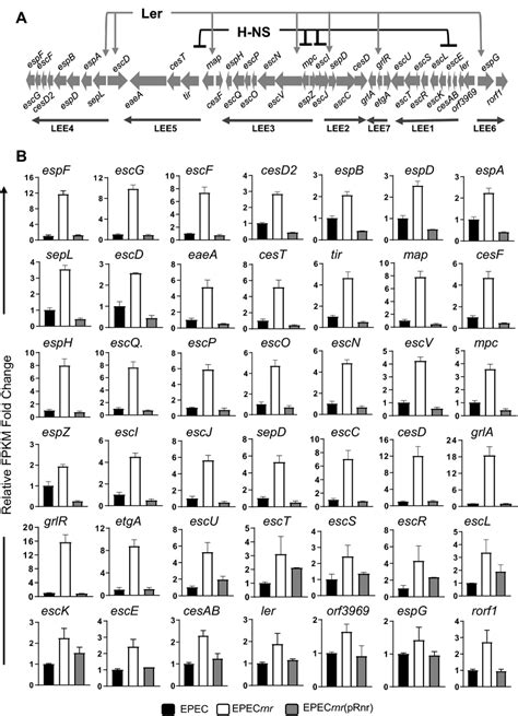 Rnr Negatively Regulates The Locus Of Enterocyte Effacement