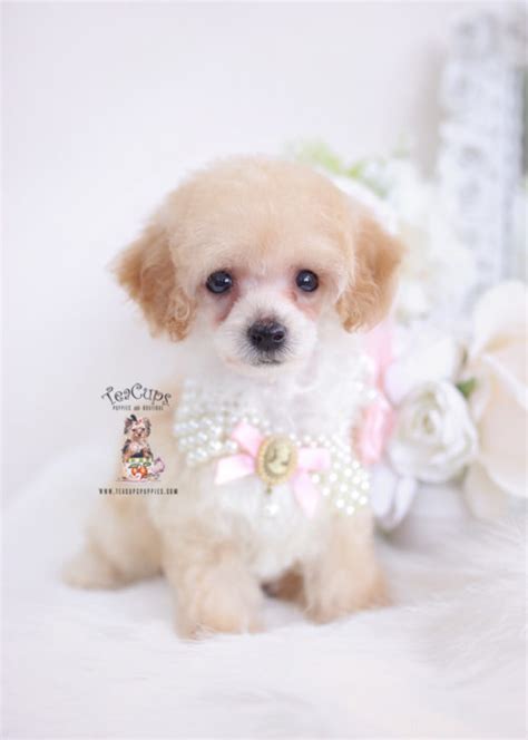 Apricot Poodle Puppy For Sale Teacup Puppies Teacup Puppies