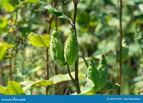 Glade In Forest Of Green Pods Asclepias Syriaca With Seeds Common