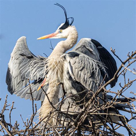 H Ron Cendr Ardea Cinerea Quel Plumage Mars H Ro Flickr