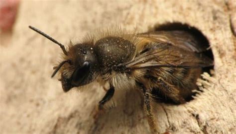 Abeja Cara De Cuerno Caracter Sticas H Bitat Vida Y M S