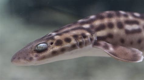 Coral Catshark · Tennessee Aquarium