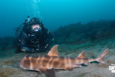 PHOTOS: Alien Sharks: Ghosts of Japan | The Latest Shark Week 2024 News ...