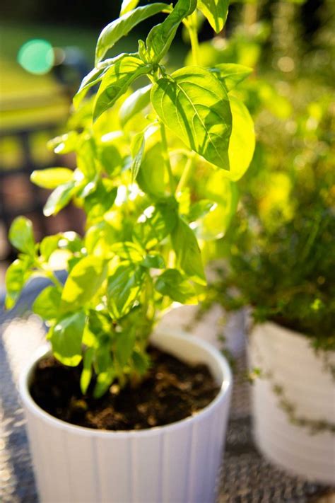 Vegetable Container Gardening Ideas: Tips for Beginners - Peanut Blossom